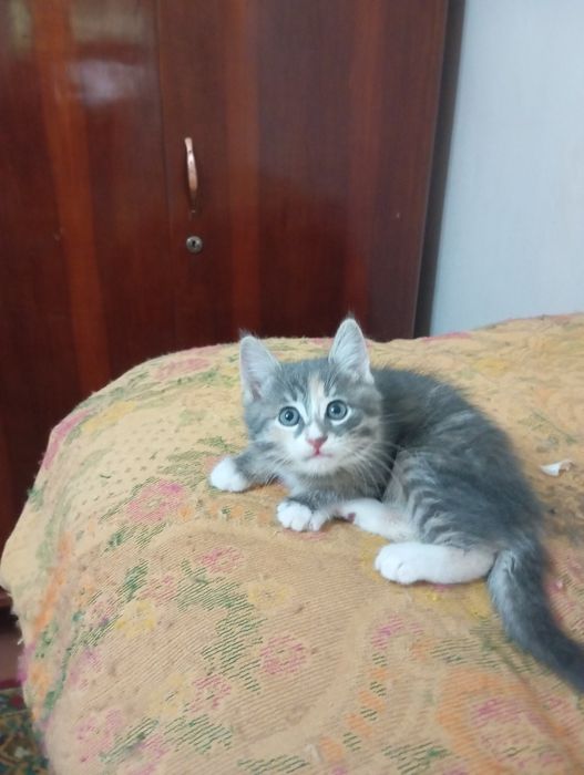 Одам котят в хорошие руки