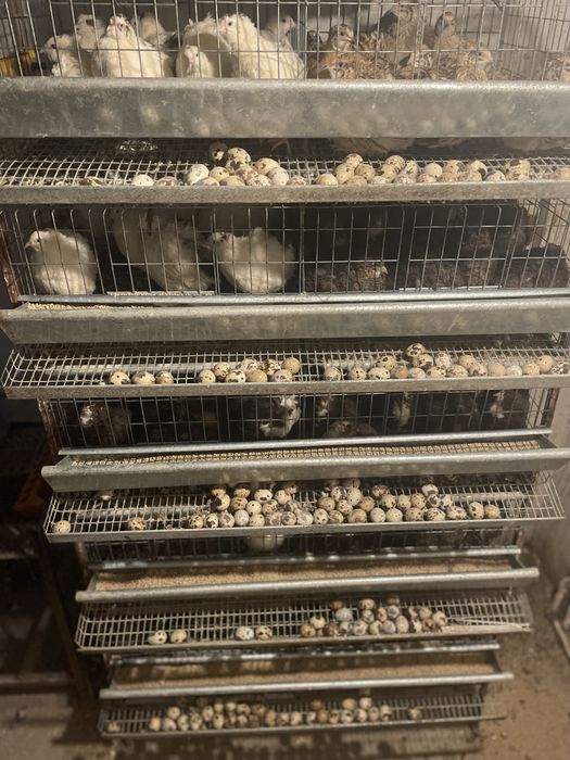 Vand oua de prepelita