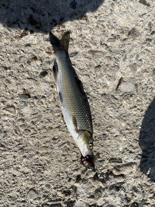 5 бр. Воблери за кефал 28мм. 2,5гр. + кутийка подарък