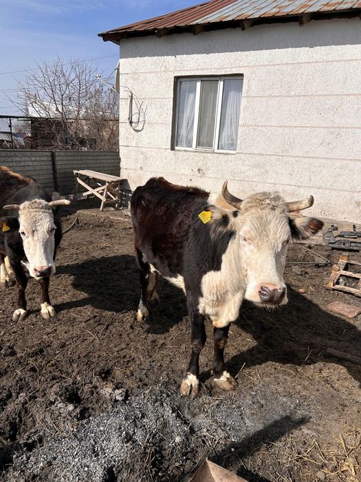 Сүтті сиыр сатылады