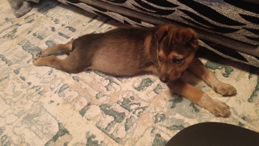 Отдам щенка(девочка)