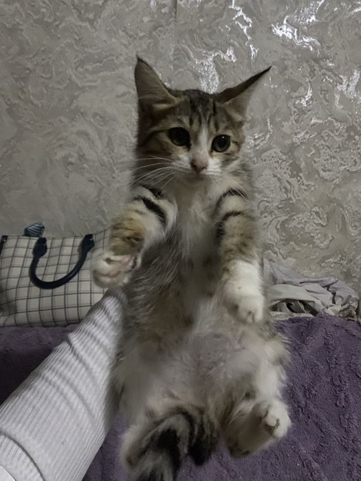 котенок ищет дом