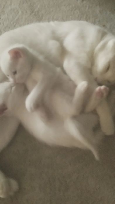 Котенок Турецкой ангоры остался один мальчик