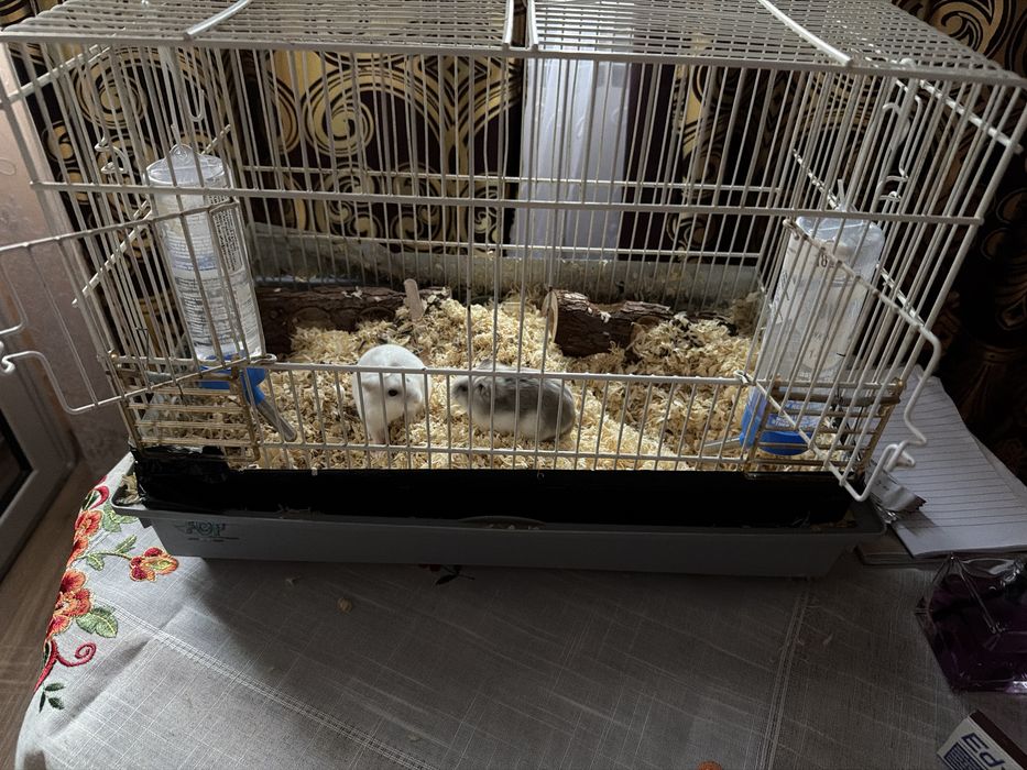 Hamsteri mici cu cusca
