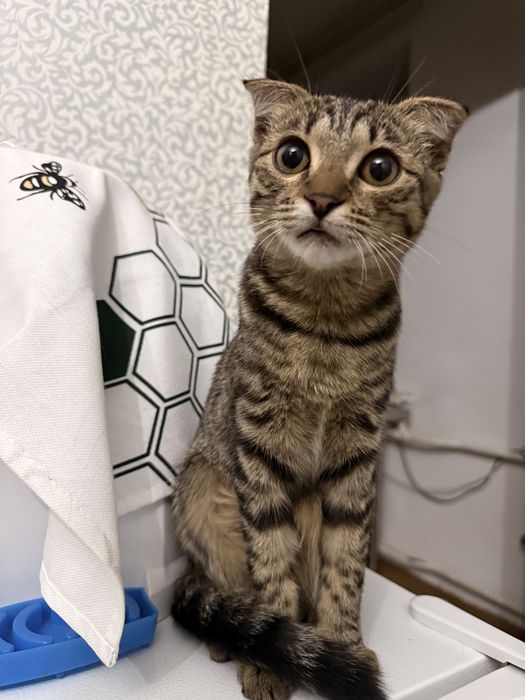 Отдам котенка