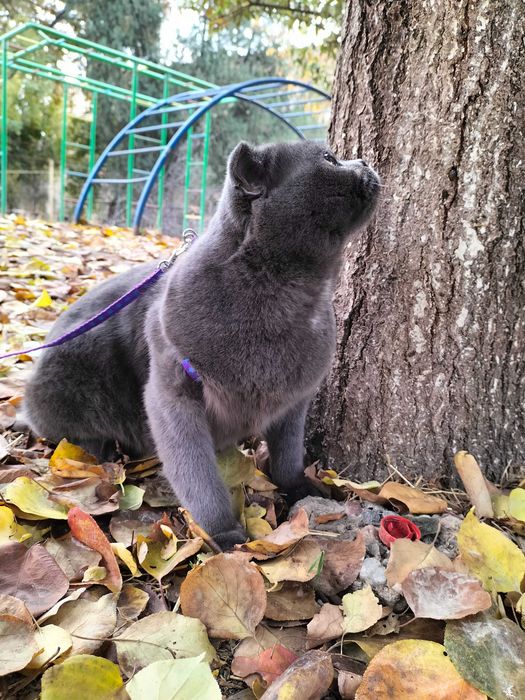 Кот по имени Гектар ищет невесту для вязки