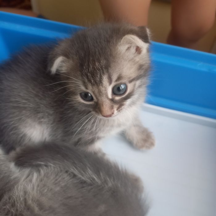 Вислоухие котята мальчик и девочка