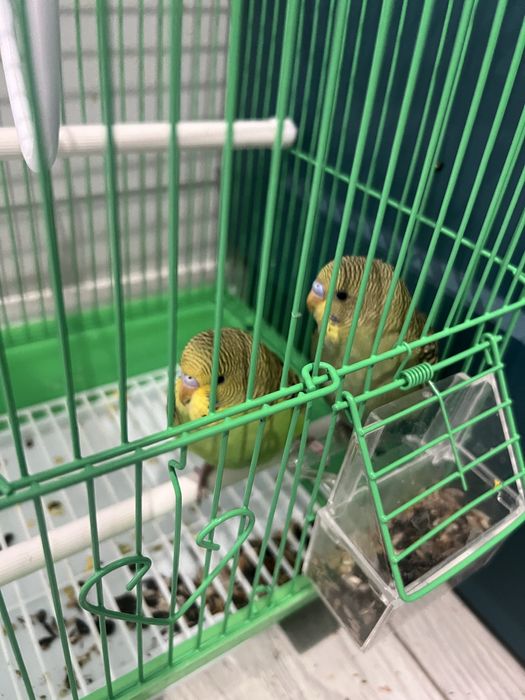 Попугай сатылады