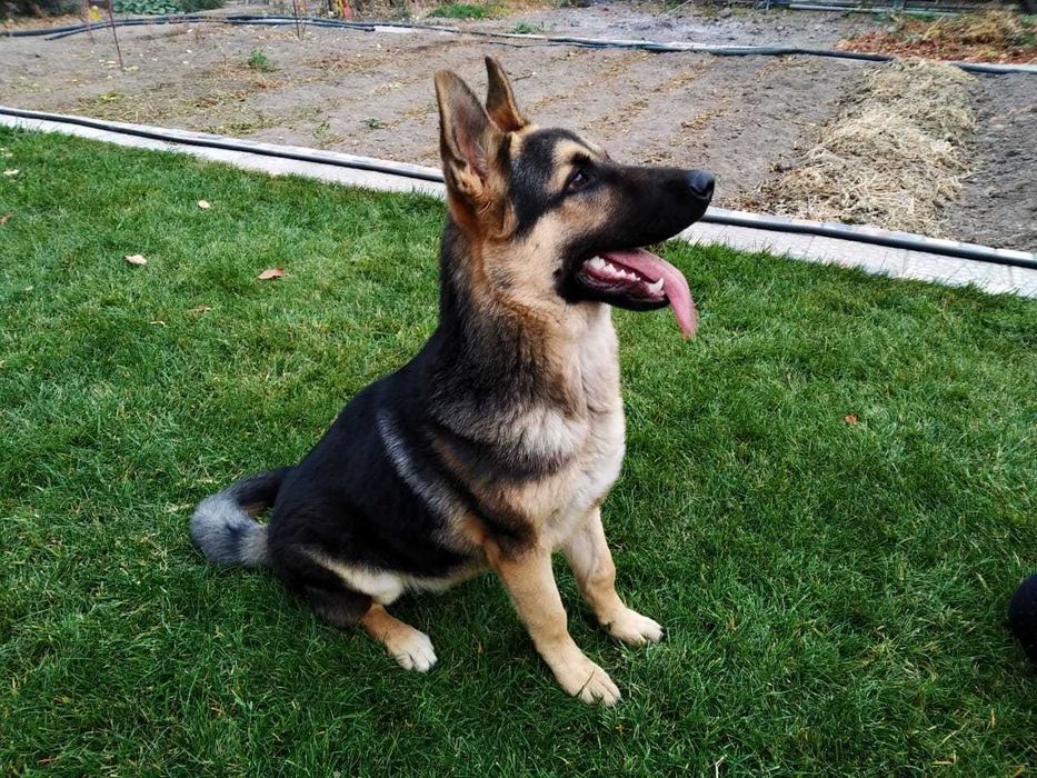 Щенки восточно-европейской овчарки.