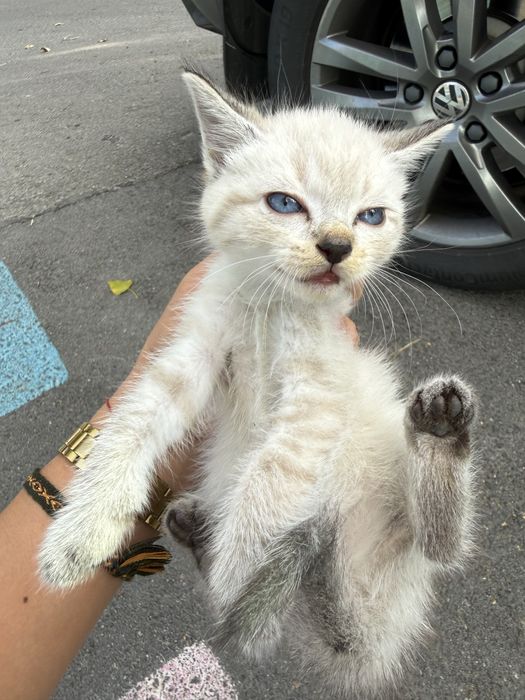 Котята,мальчик и девочка,в хорошие руки