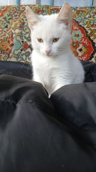белая кошечка в добрые руки