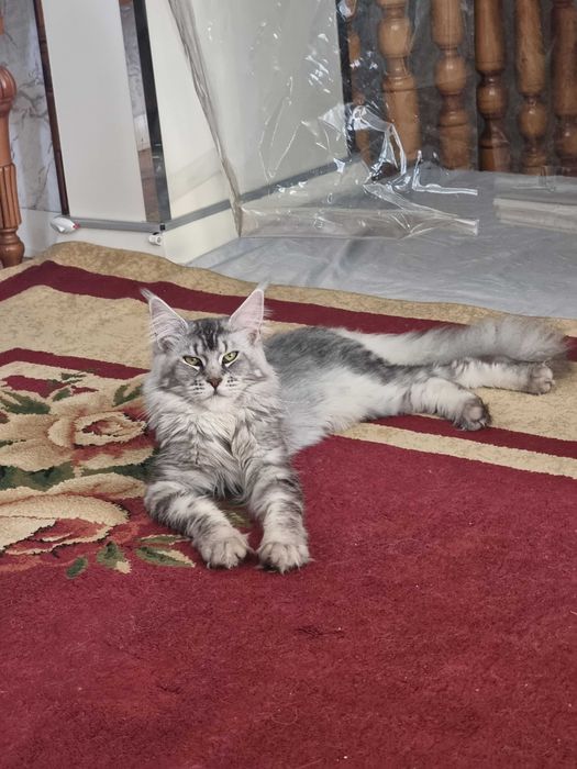 Мейн кун кошка продается