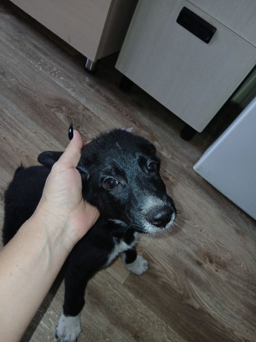 щенок-мальчик 3 мес.
