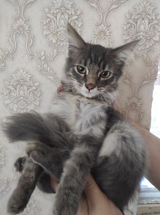 Отдам даром в добрые руки