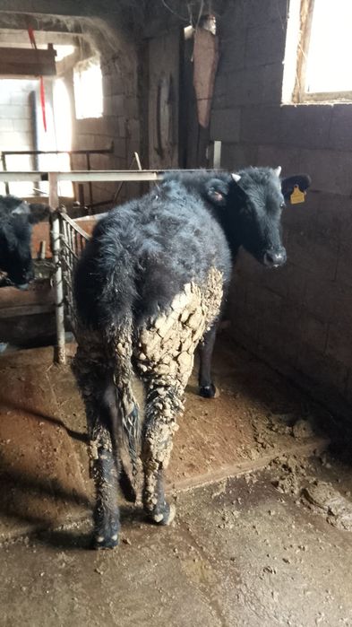 Сроча продам тёлку