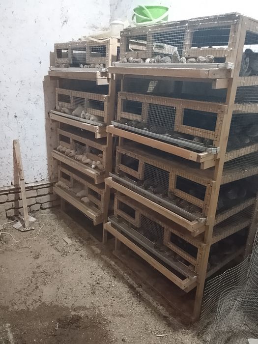 Bedana sotiladi tuhum tugyapdi