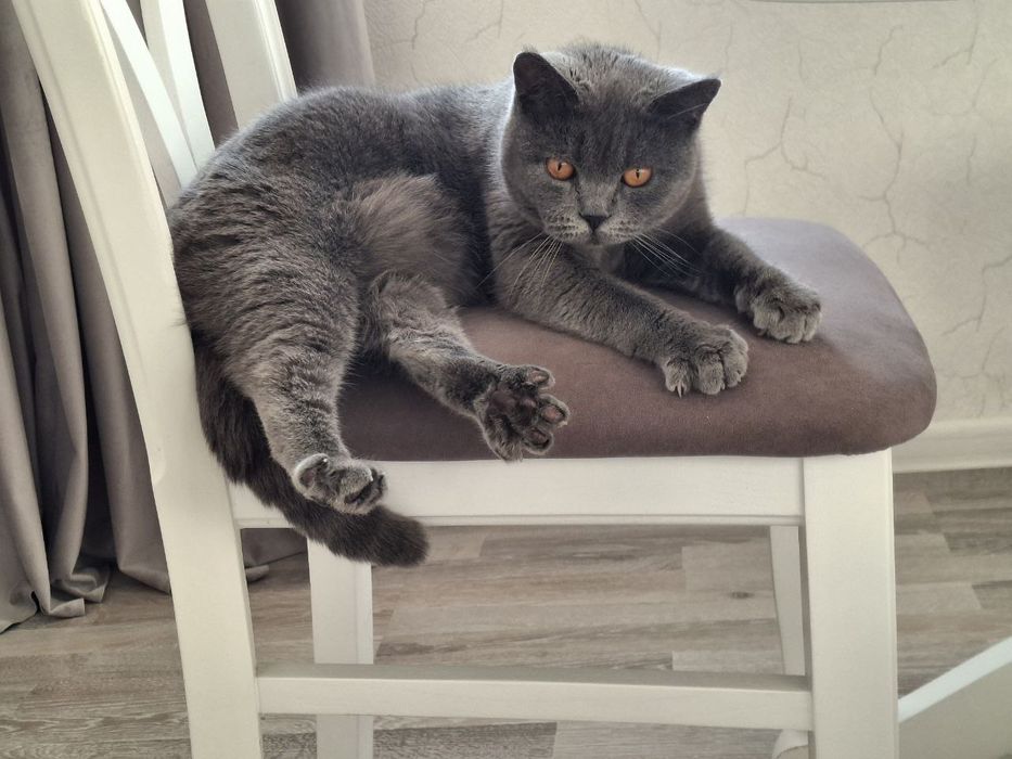 Продаются породистые котята.