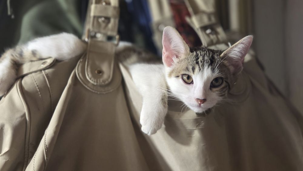 Отдаем котят в добрые руки