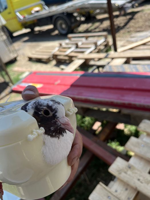 Станок стойка държач за гълъби