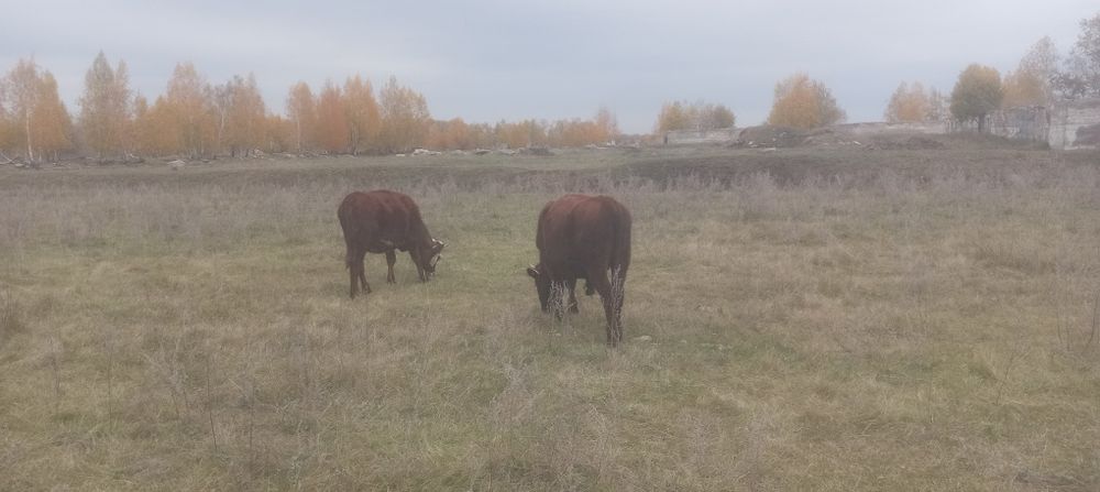 Срочно продам молодняк и корову