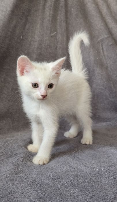 Отдам котят в добрые руки!