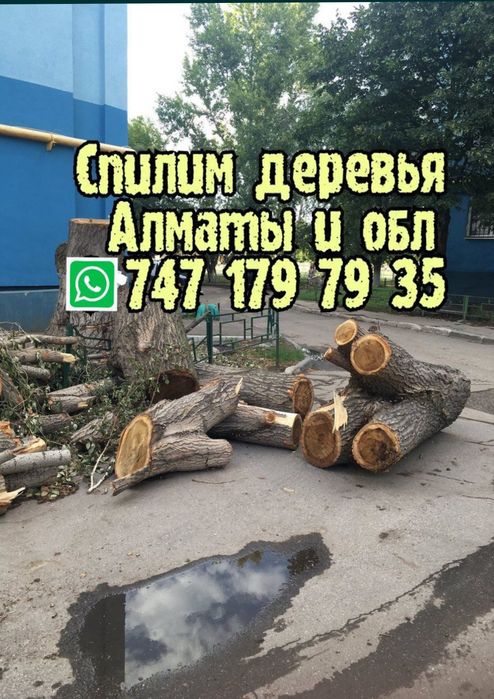 Спит деревьев. Спилить дерево обрезка