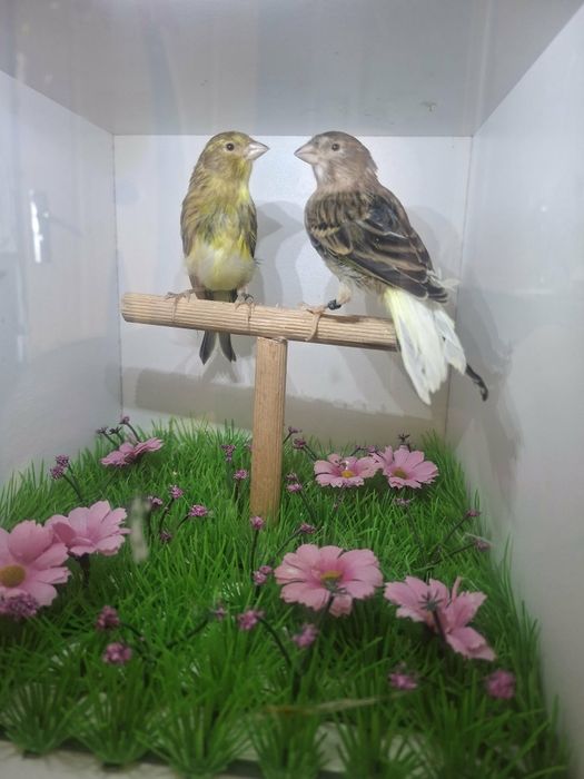Vănd canari opheus si slavujar