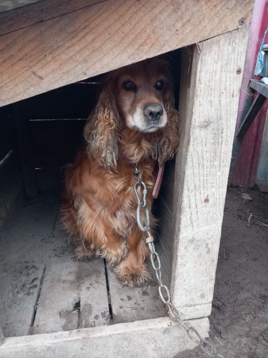 Donez  cucker spaniol