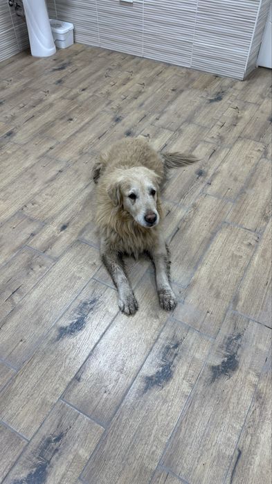 Найден золотистый ретривер