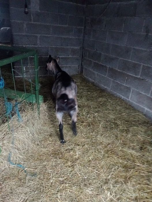 Vand capra sannen si tap