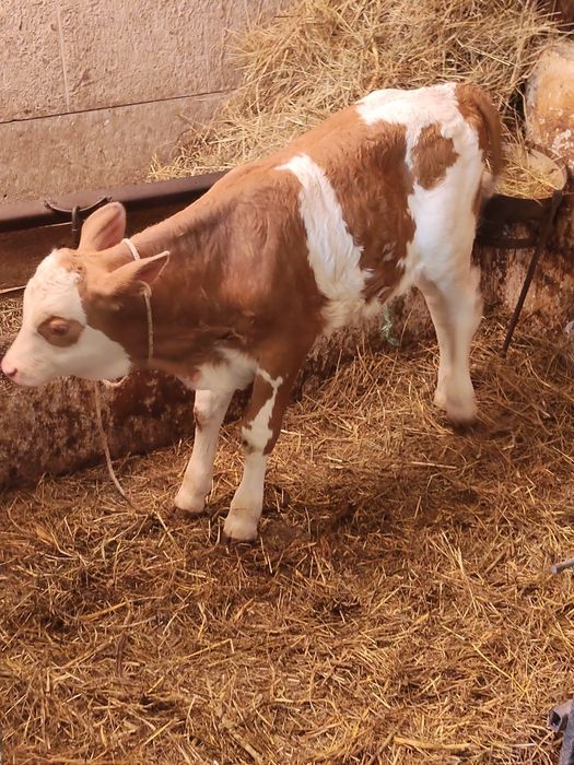Vând vaca.  De 8 ani cu sau fara vițel.