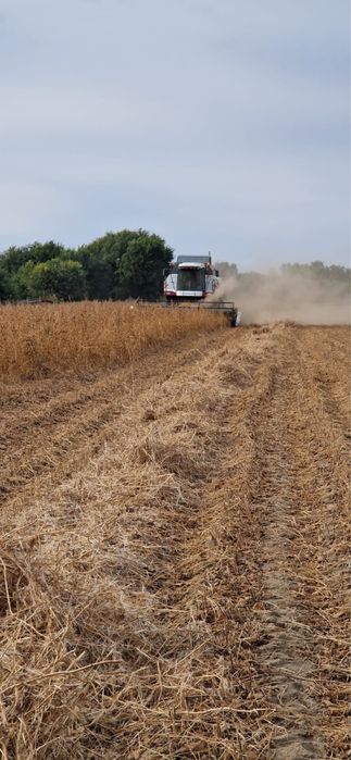 Соя сорт «ЖАНСАЯ»