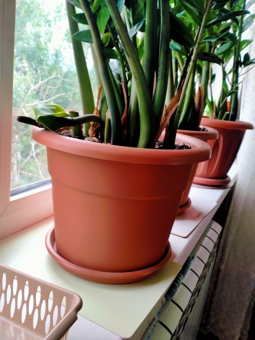 Замиокулькас, 70-80см.