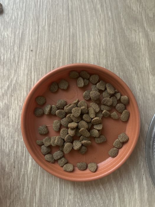 Mancare pisici Iamsi