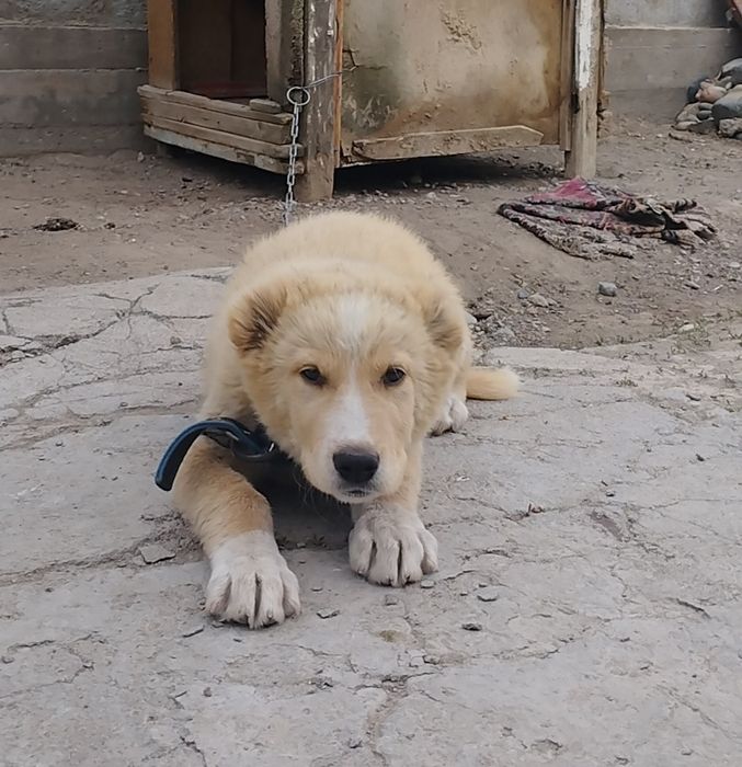 Алабай күшігі сатылады Еркек.