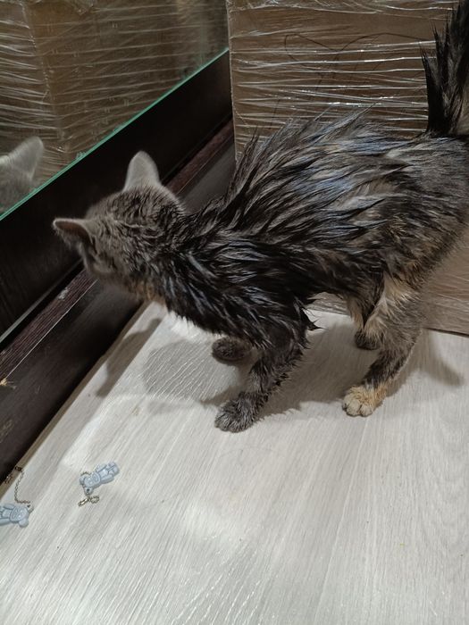 Отдам в добрые руки котенка