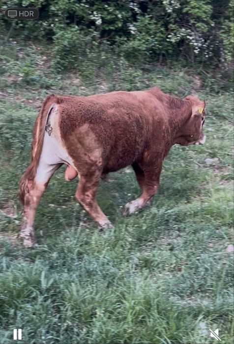 Taur de vanzare frumos