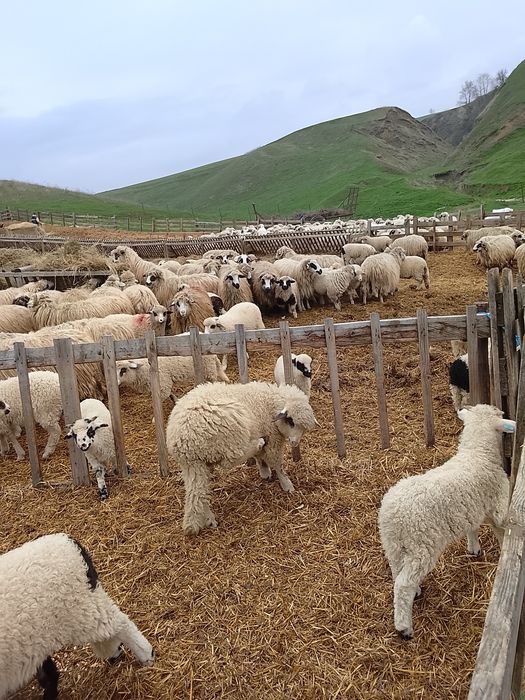 Vând 100 miei țurcani