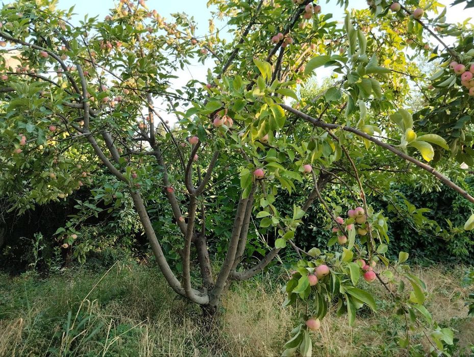 Срочно продаётся дача 6 сотох