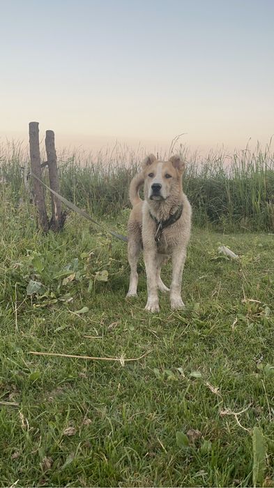 Еркек күшік сатылады