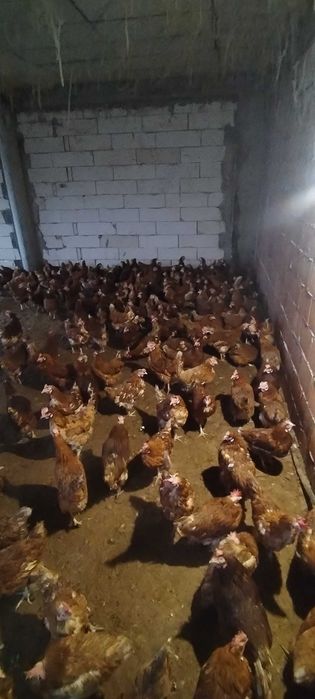 Gaini de ouă crescute in hală la sol