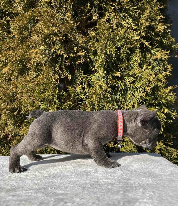Френски Булдог French Bulldog Blue