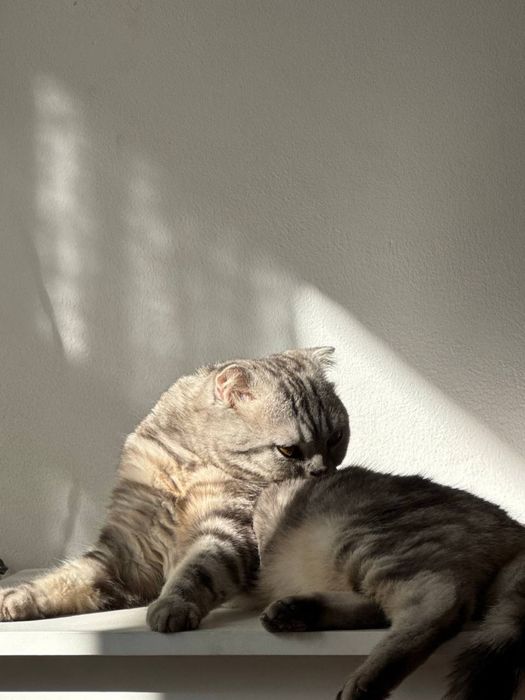 Нужна кошка для вязки