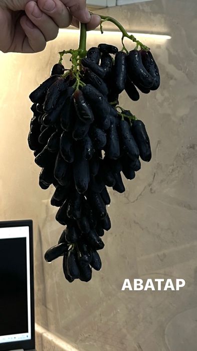 Продам саженцы винограда вегетирующие