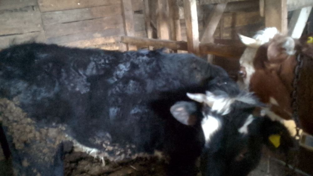 Продам Корову и Тёлку