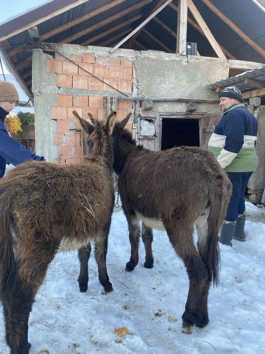 Vand doua magarite tinere