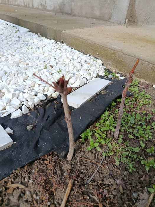 Продам саженцы каштана