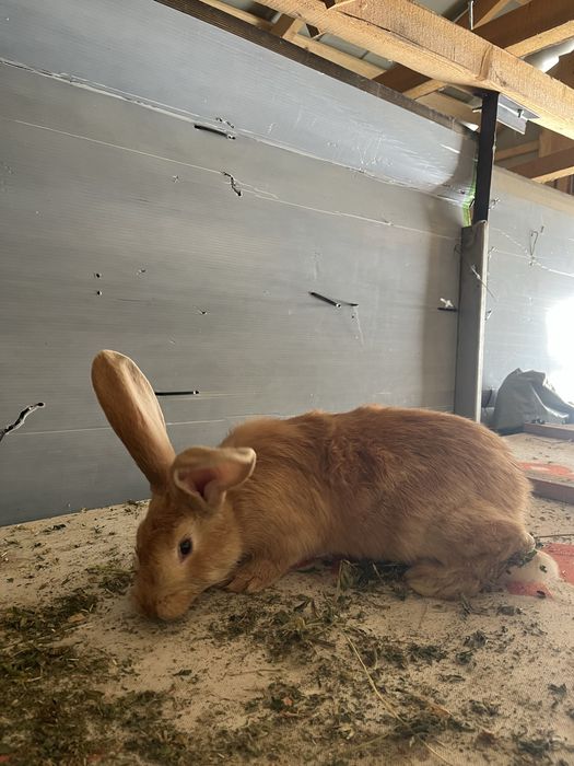 Vand iepuri uriasi germani