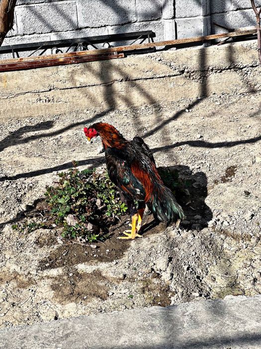 Toza korea joja sotuvda