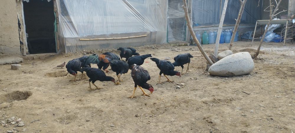 Бойцовые курицы Макиёнлар сотилади